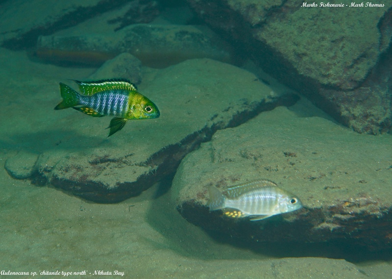 Aulonocara sp. 'chitande type north' Nkhata Bay